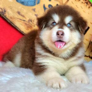 Kodiak