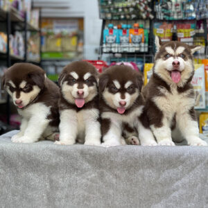 The Aurora Pack