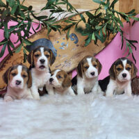 The Beaglertons