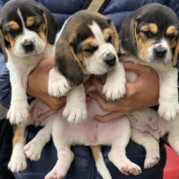 The Beaglies