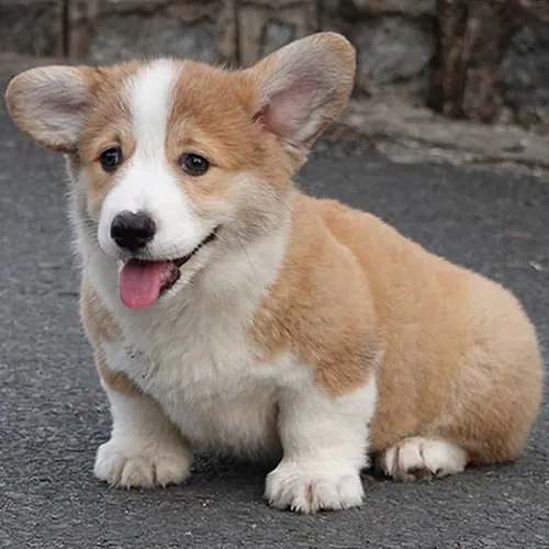 Chó Corgi với màu nền và mảng trắng rõ