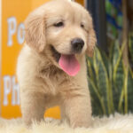 Mua bán chó Golden Retriever – Hiền, quấn chủ, video thật