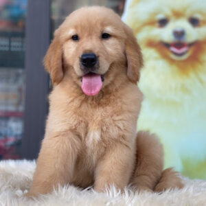 Mua bán chó Golden Retriever – Hiền, quấn chủ, video thật