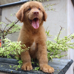 Mua bán chó Golden Retriever – Hiền, quấn chủ, video thật