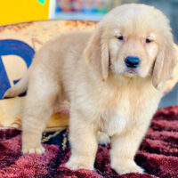 Colby
