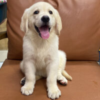 Finley