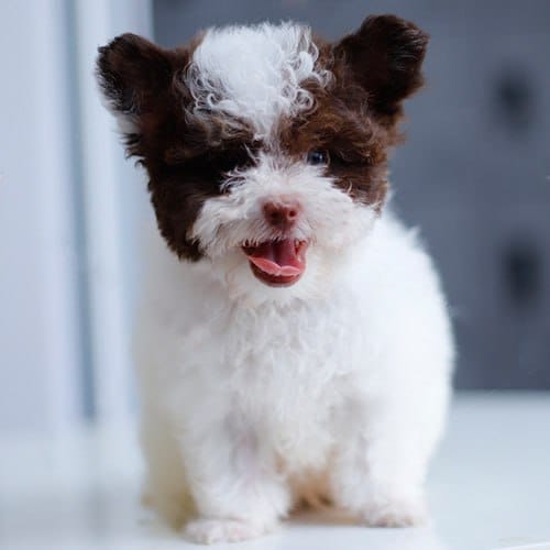 Chó Poodle đang bán tại Chạm Pets có ảnh và video thật