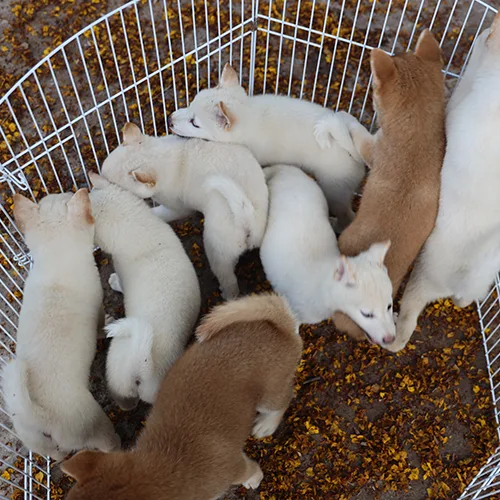 Đàn chó Shiba Inu con màu vàng trắng tại Chạm Pets