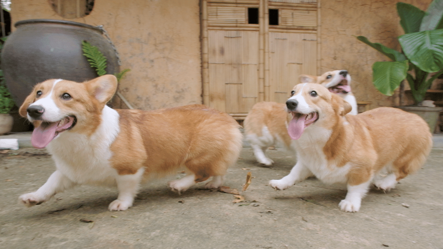 Chạm Pets Family – Chó Mèo Khỏe Đẹp, Rõ Nguồn Gốc