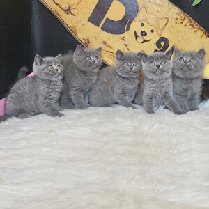 The Azure Clan