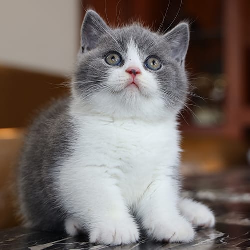 Mèo Anh lông ngắn bicolor xám trắng tại Chạm Pets