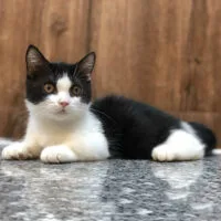 Mèo Munchkin đen trắng nằm nghiêng