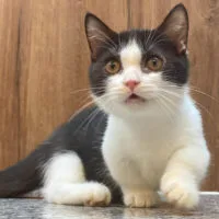 Mèo Munchkin hai màu đen trắng với phần trắng chiếm nhiều ở thân trước