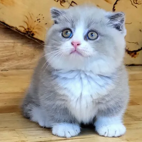 Mèo Munchkin bicolor lilac chân ngắn