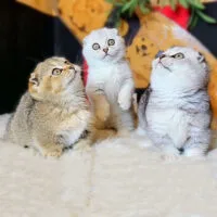 Aafina & Aelin & Asher