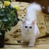 Mèo Munchkin lông trắng dài đang đứng trong không gian trong nhà