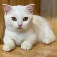 Mèo Munchkin lông trắng nằm trên sàn gỗ