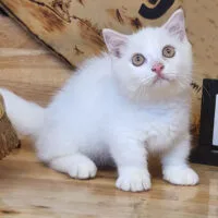 Mèo Munchkin lông trắng với mắt màu hổ phách
