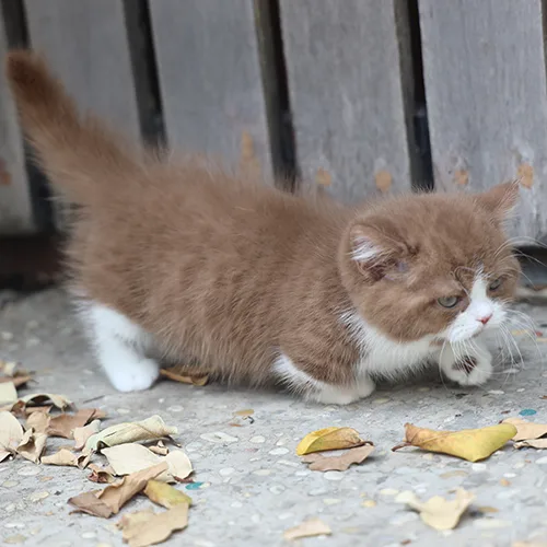 Mèo con Munchkin cinnamon bicolor chân ngắn