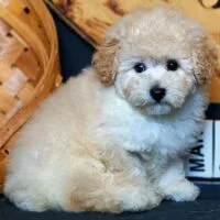Poodle kem nhỏ nằm nghiêng với phần thân sáng