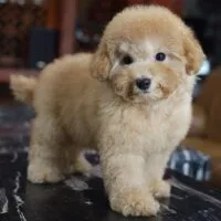 Poodle vàng mơ nhỏ đứng toàn thân