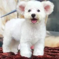 Aabellé - Poodle Toy tai bướm trắng