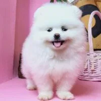 Aaceg - Chó Fox sóc trắng, 2 tháng tuổi