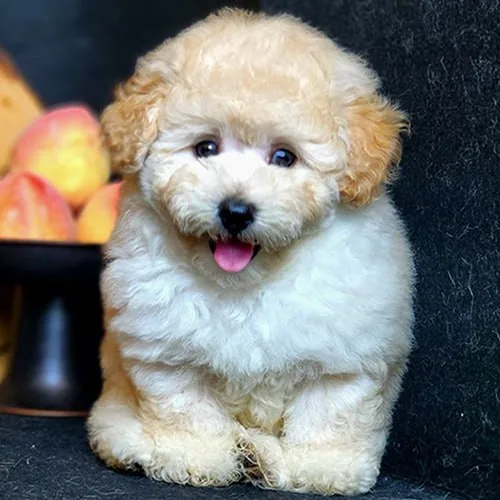 Charlie