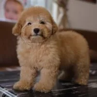 Poodle vàng mơ đứng nghiêng với bộ lông màu apricot sáng