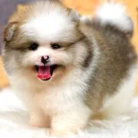 Aabo - Chó Pom Parti, 2 tháng tuổi