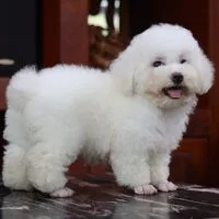 Poodle trắng đứng ngang để quan sát tỷ lệ thân và chân