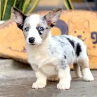 Chó Corgi Cardigan blue merle đứng nhìn máy ảnh