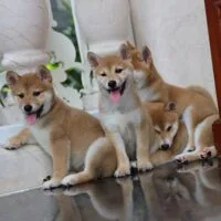 Akari – Aoto – Asahi – Ayumu - Đàn 4 bé Shiba vàng