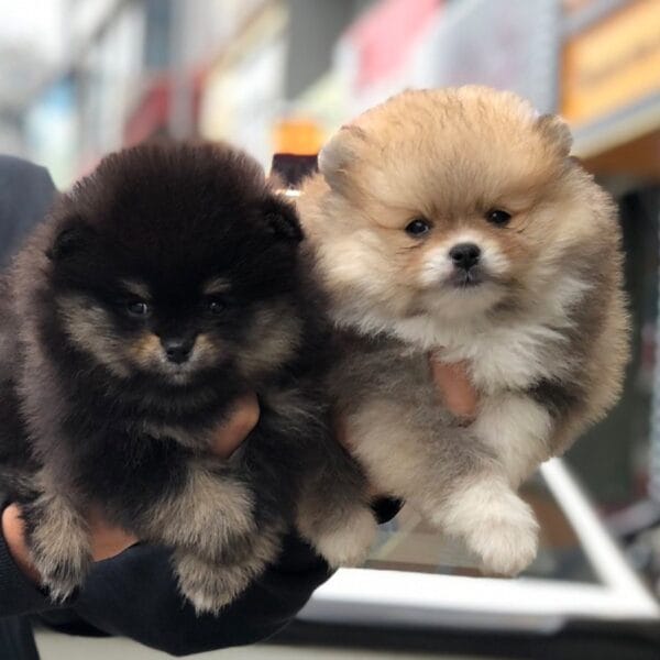 Arlo & Aumie