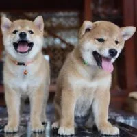 Aari & Aamu - Đôi Shiba Inu vàng, 2 tháng