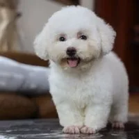 Aaffyss - Poodle Tiny trắng