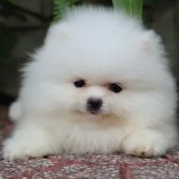 Aabro - Fox sóc trắng đực, 2 tháng