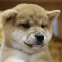 Haru - Chó Shiba vàng nhỏ, 2 tháng