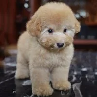 Poodle vàng mơ nhìn chính diện dưới ánh sáng trong nhà