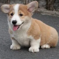 Aabi - Chó Corgi vàng trắng đực giấy Vka, 3 tháng
