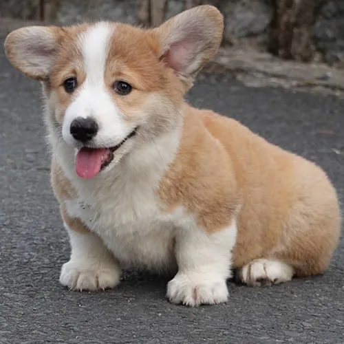 Chó Corgi vàng trắng đứng nhìn chính diện