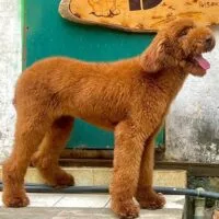 Poodle Standard nâu đỏ nhìn ngang với chân dài