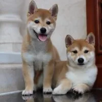 Akito & Akeno - Đôi chó Shiba vàng, 2 tháng