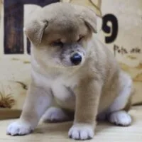 Akio - Chó Shiba mặt gấu, 2 tháng tuổi