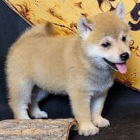 Kiko