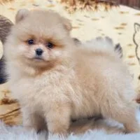 Cino