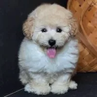 Poodle kem có tai hơi ấm hơn phần thân