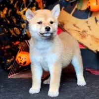 Airi - Shiba Inu vàng, 2 tháng tuổi