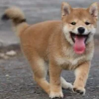 Akari - Shiba vàng cái, 2 tháng