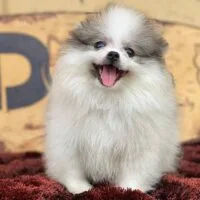 Dobi